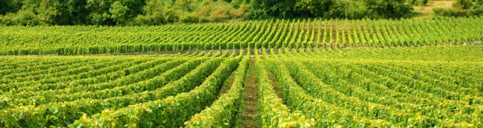 Cajas mixtas "de temporada"