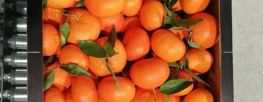 Beneficios de las mandarinas valencianas