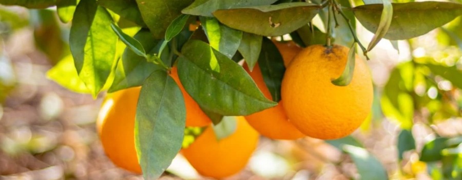 Del campo a tu mesa: el viaje de las naranjas más frescas gracias a Citrusgourmet