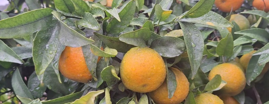 Las mandarinas valencianas las primeras de la temporada