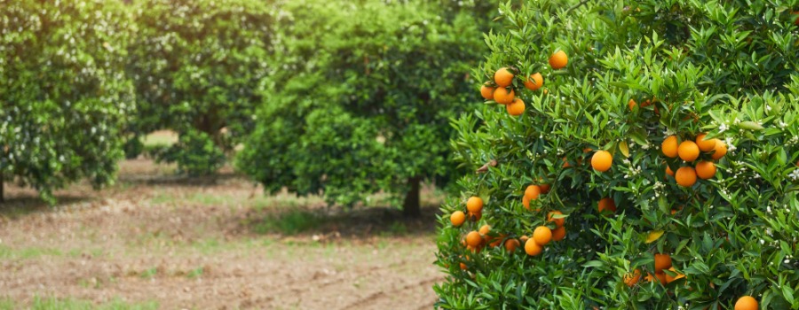 Noviembre es el mes clave