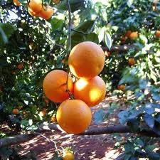 Empezamos con la Valencia Late