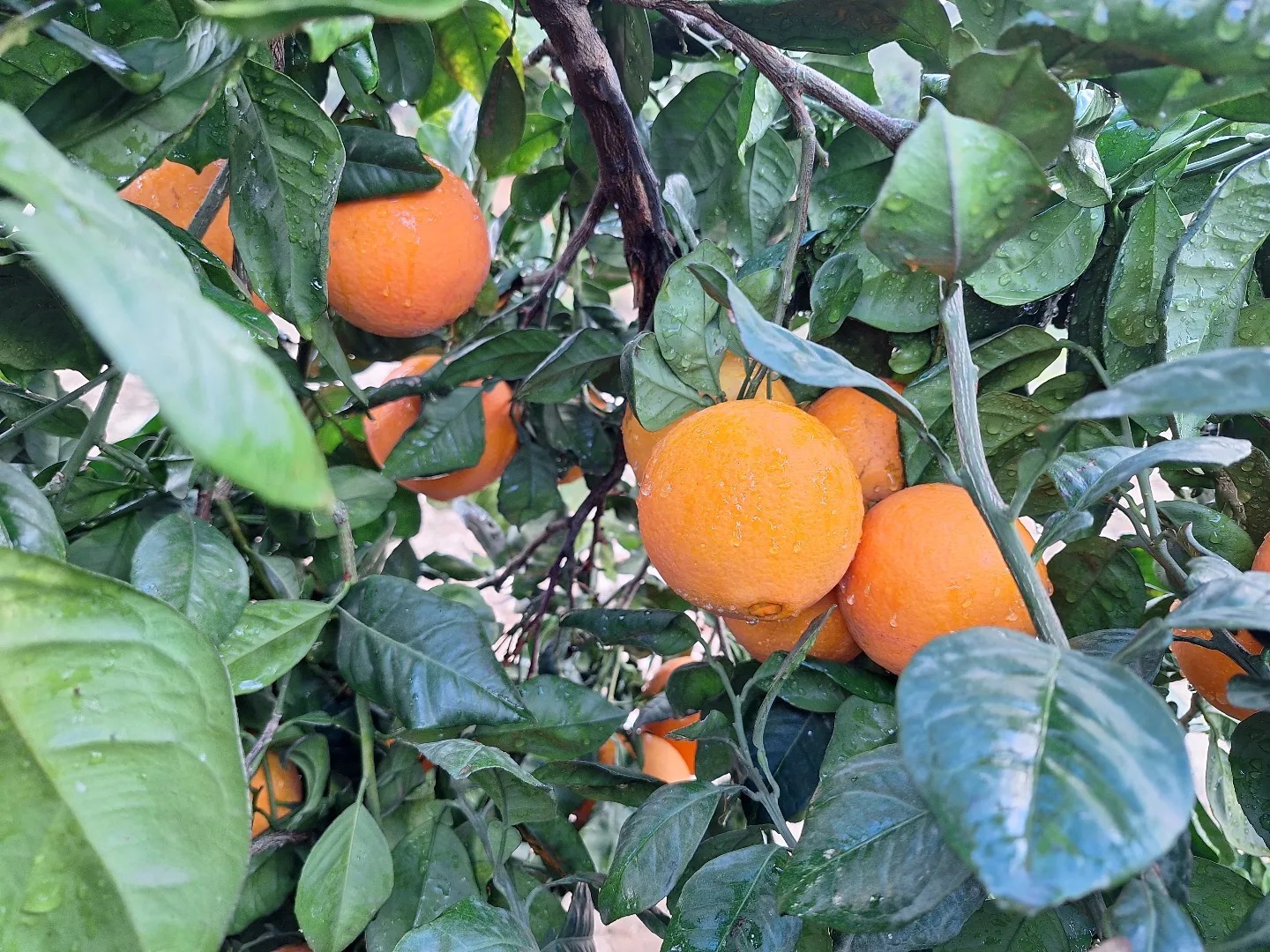 ¡La temporada de naranjas ha llegado a Citrus Gourmet!