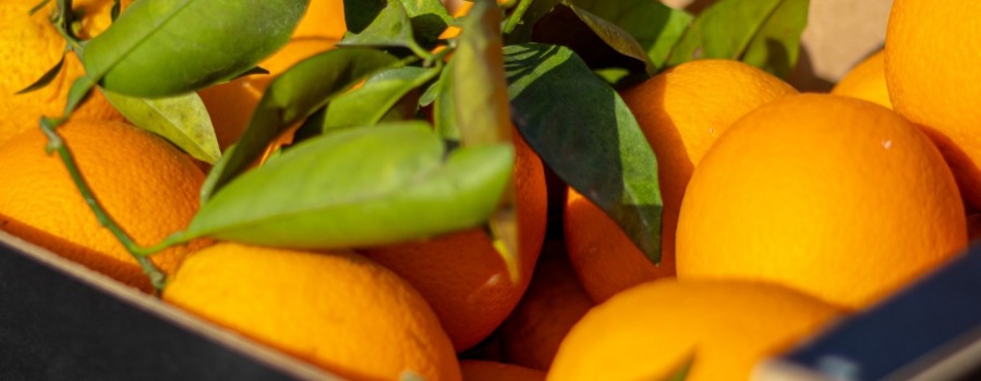 Del campo a tu mesa en 24 Horas: El secreto de la frescura de Citrus Gourmet