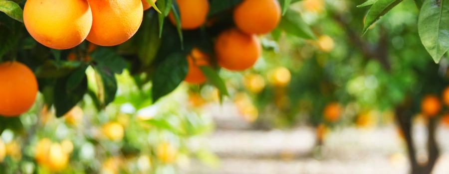 Comienza la temporada de las naranjas: el sabor del invierno ya está aquí