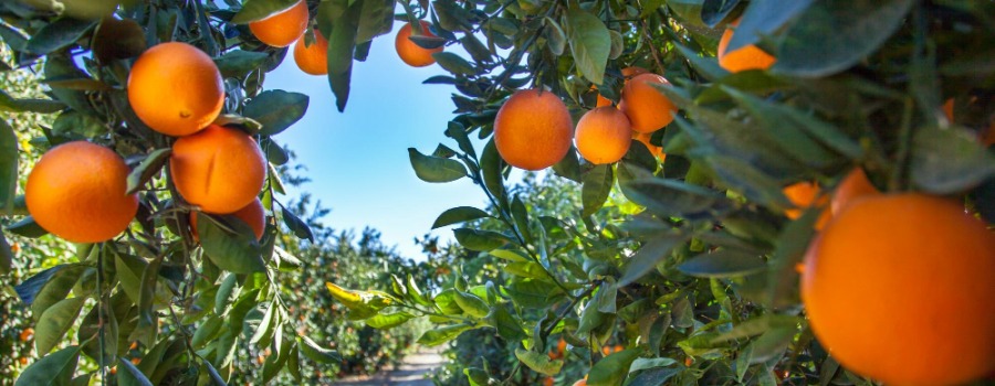 Agricultura española 2025: desafíos y razones para valorar cada mandarina, naranja y miel nacional