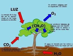 La citricultura valenciana absorbe más de un millón de toneladas de CO2