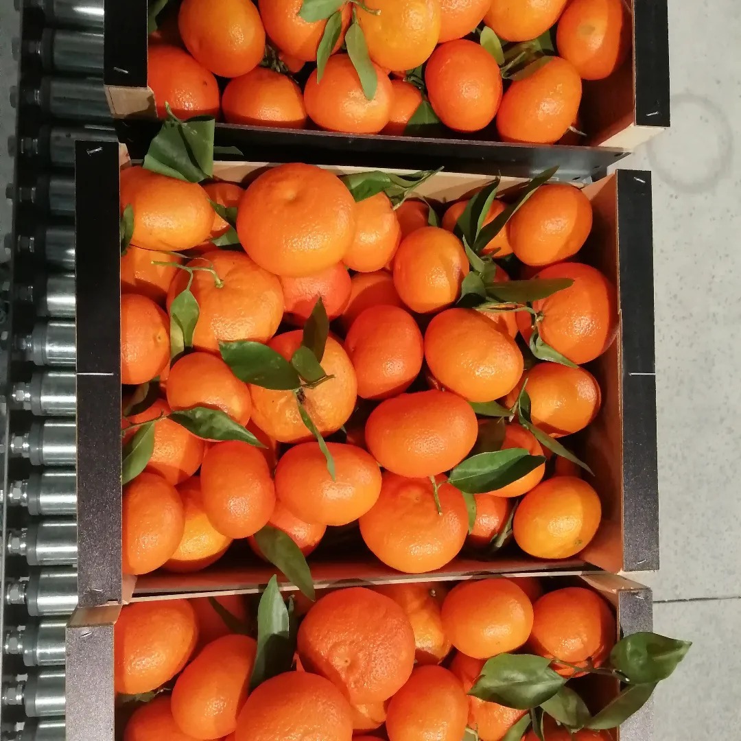 Beneficios de las mandarinas valencianas