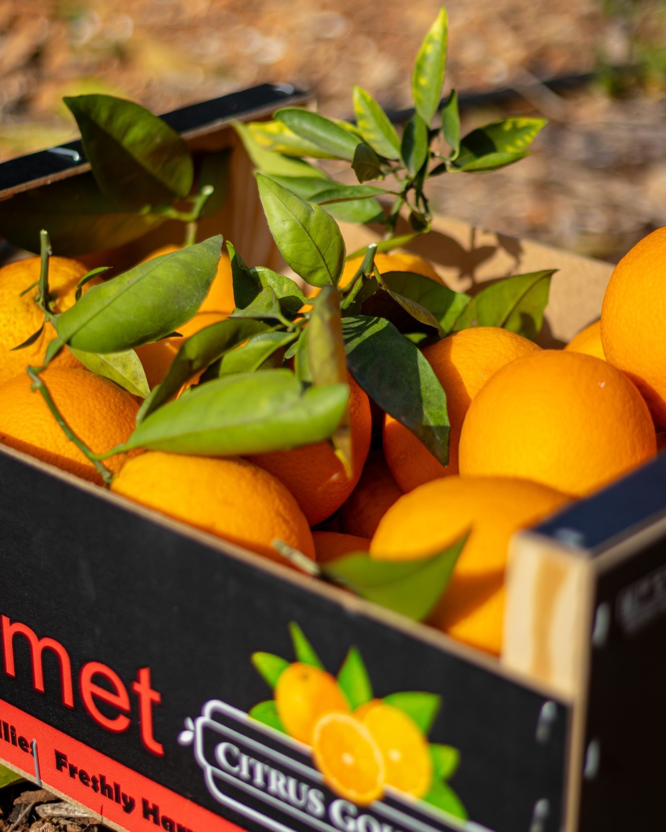 Del campo a tu mesa en 24 Horas: El secreto de la frescura de Citrus Gourmet