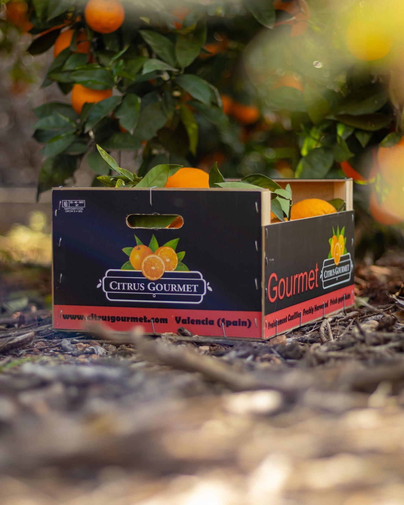 ¡Exprime la vida! Descubre los increíbles beneficios de las naranjas y mandarinas de Citrusgourmet