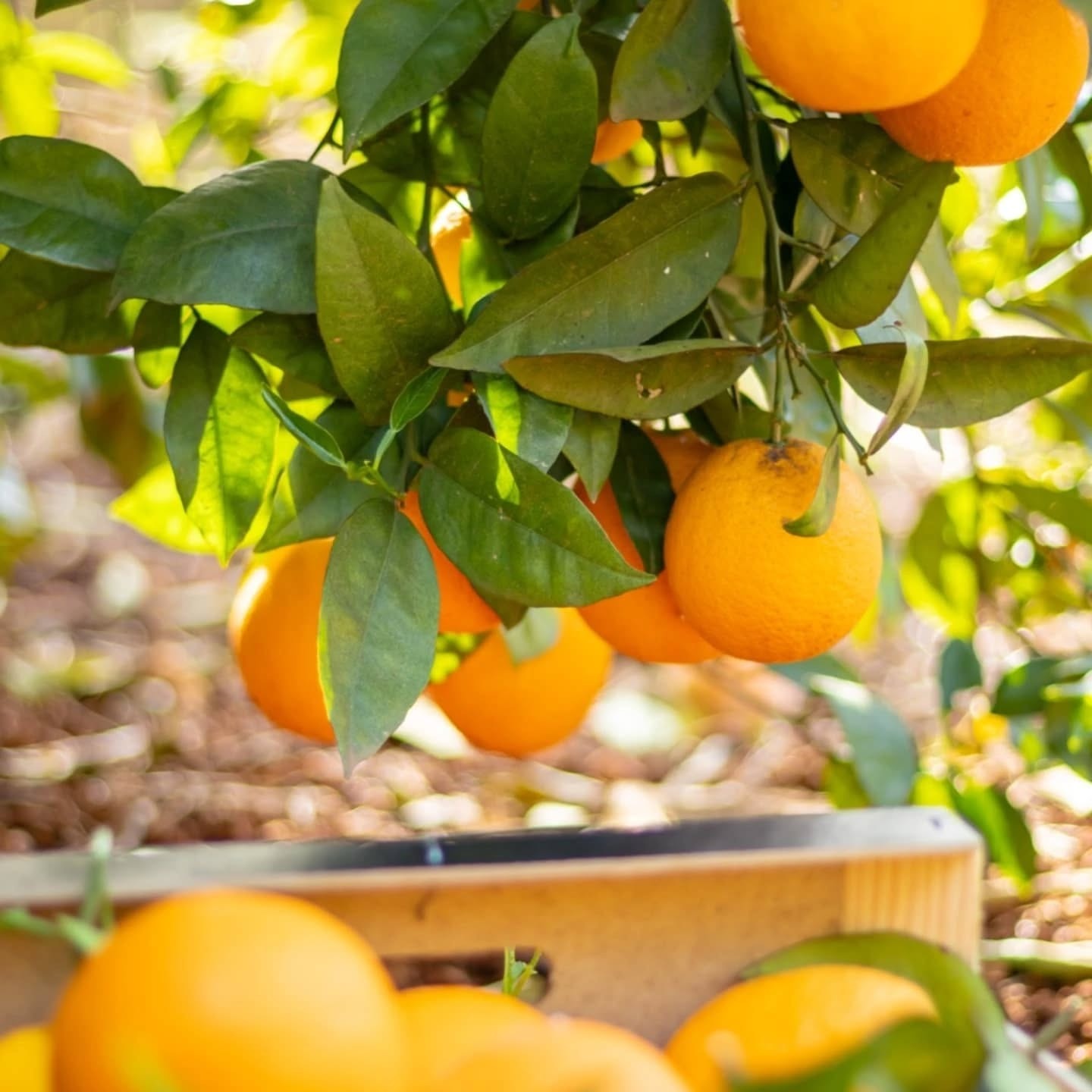 Del campo a tu mesa: el viaje de las naranjas más frescas gracias a Citrusgourmet