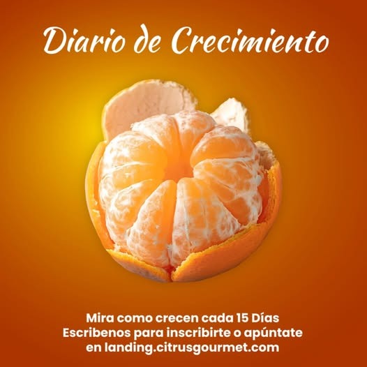 Prepárate para las primeras mandarinas de la temporada: El secreto mejor guardado del campo